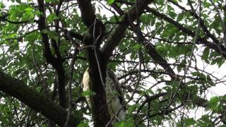 Loring Red-tailed Hawk Juvenile #1