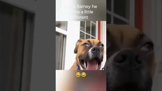 This is Barney