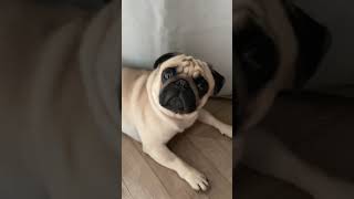 Когда первый раз в клубе #shorts  #pug #мопс