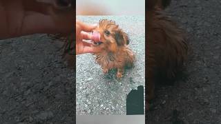 Rescue a kitten Dog Baby 🐕 #rescuedog #animals #rescueanimals #shorts #ytshorts