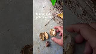 mainan kulit pohon karet #shortsyoutube #belajartanam