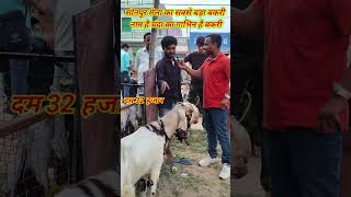 सोनपुर मेला का सबसे बड़ा बकरी नाम है चंदा का गाभिन है बकरी #sonpurmelaBakri #shorts #viralvideo