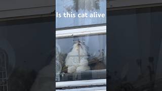 Is this cat alive?