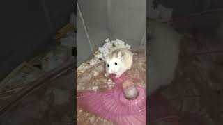 Lovely pets Robski Hamster pets #shortvideo (2)