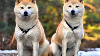 Akita Inu-The legend