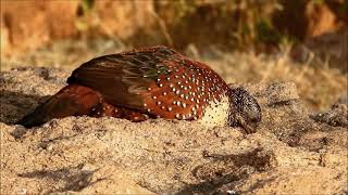 painted spurfowl