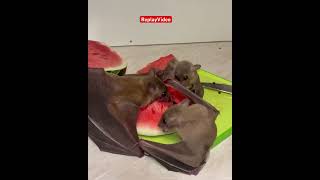 #funny #bats