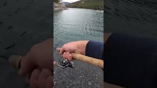 Bull Trout on a Rocky Mountain Lake - Alberta Fishing