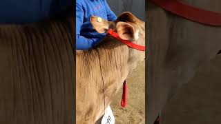 #pdfa #jersey#milkteeth #viral #cow #trending #trending #shortvideo #ytshorts