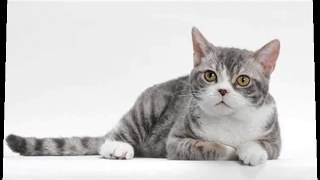 American Wirehair cats domestic cat wirehair cat