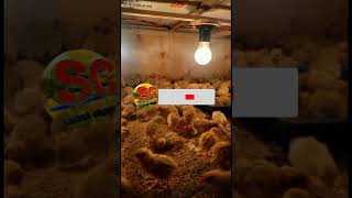 Quail farming || doq puyuh #shorts