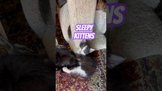 Sleepy Kitty’s#kittens #kitty #kittycat #cat #aww #wow #cool #feline #meow #meowmeow #kittenlife