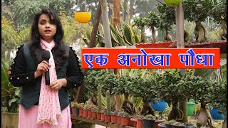 All Types of Palm Trees | How to Grow variety of Palm Trees | Amiksha Production