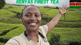 This how kenya produce the best Tea 🇰🇪