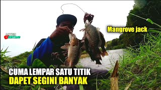 Casting Di Sarang Ikan Predator - Mangrove jack