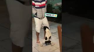 Who’s dog is this!?😂😂😂 #shortvideo #amapiano #shorts