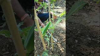 weeding okra plants #nature #farming #okra #shorts