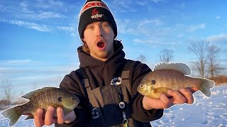 Fishing for GIANT Bluegills! (CATCH N' CLEAN)