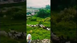 Kambing Mengerti Bahasa Pemiliknya #videoshorts .