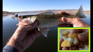 First Pathfinder Walleye - Catch Clean and Cook