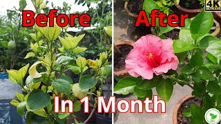 Are You Killing Your Plant? Follow This Trick to REVIVE | একটি ট্রিকেই বেঁচে উঠবে মরণাপন্ন গাছ!