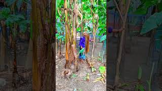 Bananas tree cutting skills 🌴(ep-55).#shorts ##shortvideo #trending