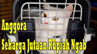 Kucing Anggora Seharga Jutaan Rupiah Ngab, Asli Ganteng Banget