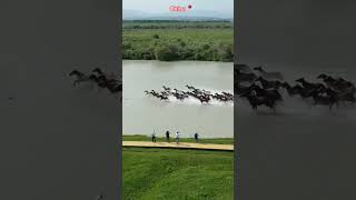 This is a herd of horses galloping through a river in Zhaosu County, Xinjiang 📍 China