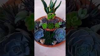 How to Decorate with Succulents #shorts #short #beauty #beautiful #amazing #plants #garden #reels