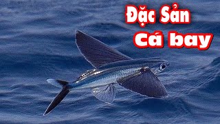 Đặc sản cá chuồn nướng mọi | loài cá duy nhất biết bay trên thế giới