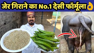 गाय/भैंस की जेर गिराने का No.1 देसी फॉर्मूला👌|Jer girane ke tarika|Pashu ki jer|Cow/Buffalo placenta