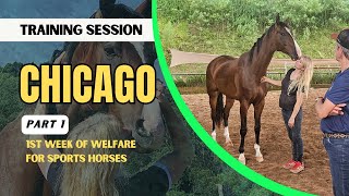 Training Chicago (Part 1): horse with trust issues