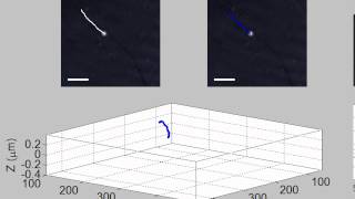 Multiple particles tracking in a 4D model