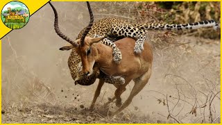 Most Spectacular Leopard Attacks Caught On Camera