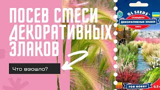 Посев смеси декоративных злаков.  ЧТО ВЗОШЛО?