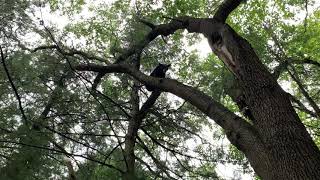 New York Black Bear Tree’d