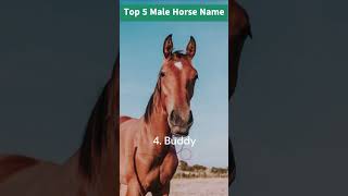 Best Names for 🐴💥horse #shortvideo #names #horse