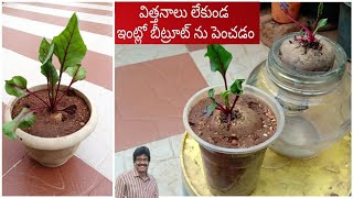 విత్తనాలు  లేకుండ ఇంట్లో బీట్రూట్ ను పెంచడం | how to grow Beatroot with out seeds in house