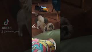 meu cachorro tentando falar  #fyp #fofo #engraçado #funny #cachorro #cute #falando #dexter #dog