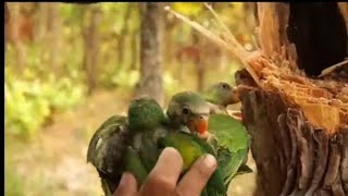 Tear wood to find parrots_A lot of birds|A lot of beautiful birds #subscribe #music #love #short