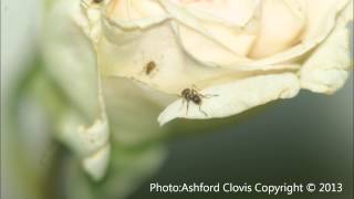 Nature needs to eat macro stills