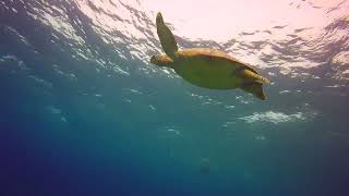 Green Sea Turtle 🐢 Swimming in Plain Sight! #aquatic# turtle# shorts#