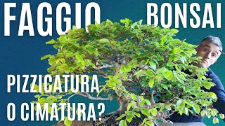 COME FARE la PIZZICATURA e la CIMATURA nel BONSAI di FAGGIO