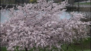 Japanese Garden Buffalo🇺🇸 جاپانی گارڈن