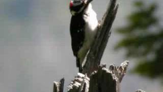 Hairy Woodpecker