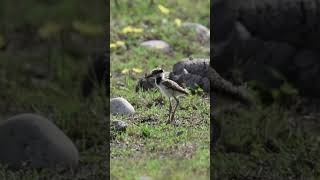 Red Wattled Lapwing Chick#shots #ytshorts #shortsyoutube #short #ytshort #ytviral #ytviralshorts