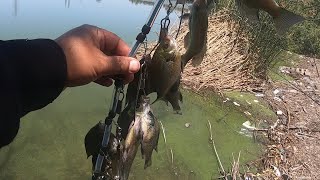 Bluegills |Carnada Para Pescar Bagres /fuga