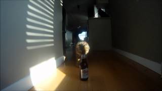 cat vs beer