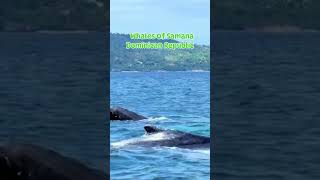 Whales Of Samana Dominican Republic #travel #couple #puntacana #beach #shortsviral  #relationship