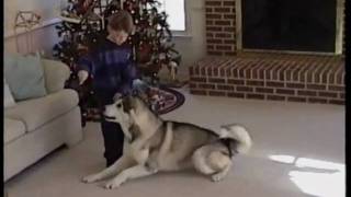 Training Malamute